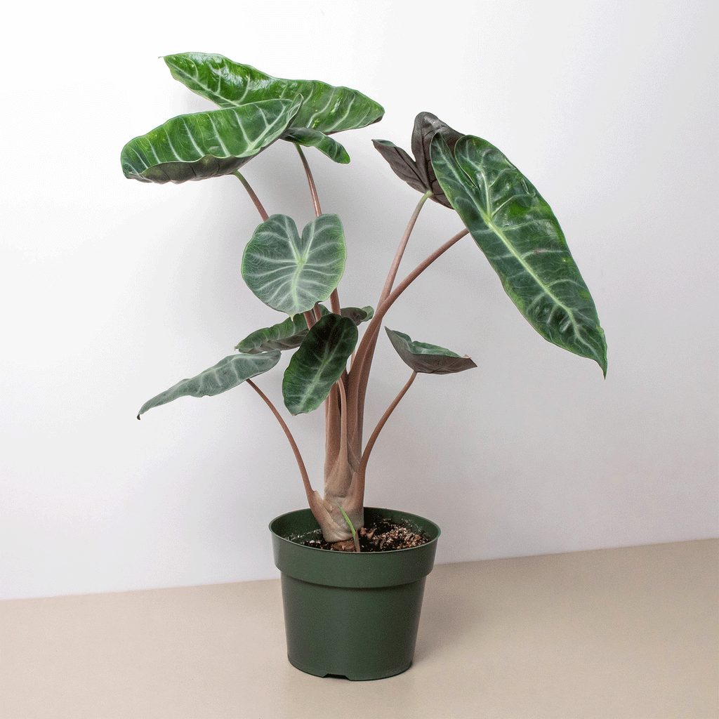 Alocasia 'Pink Dragon' | Indoor Plant | Tropical Plant