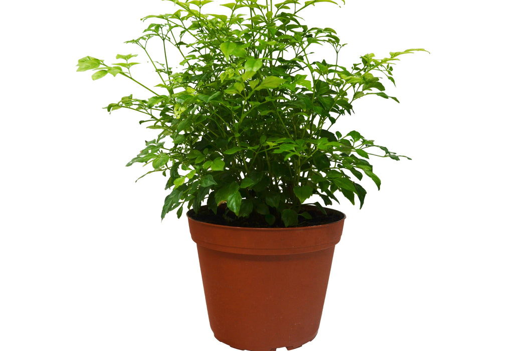 Radermachera 'China Doll' - In 6" Pot / Live Plant