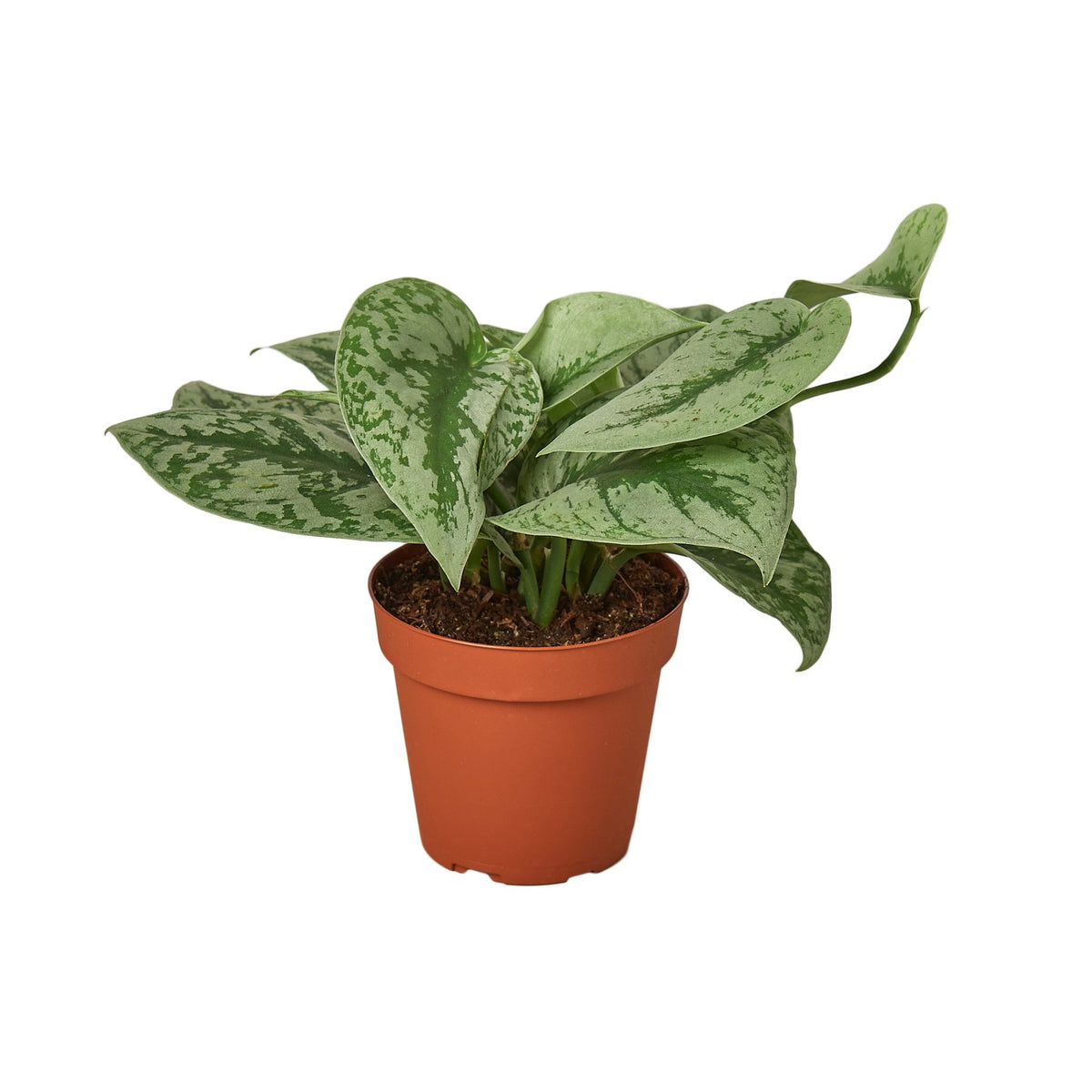 Pothos 'Silver Splash' | Indoor Plant | Tropical Plant | Potted Plant