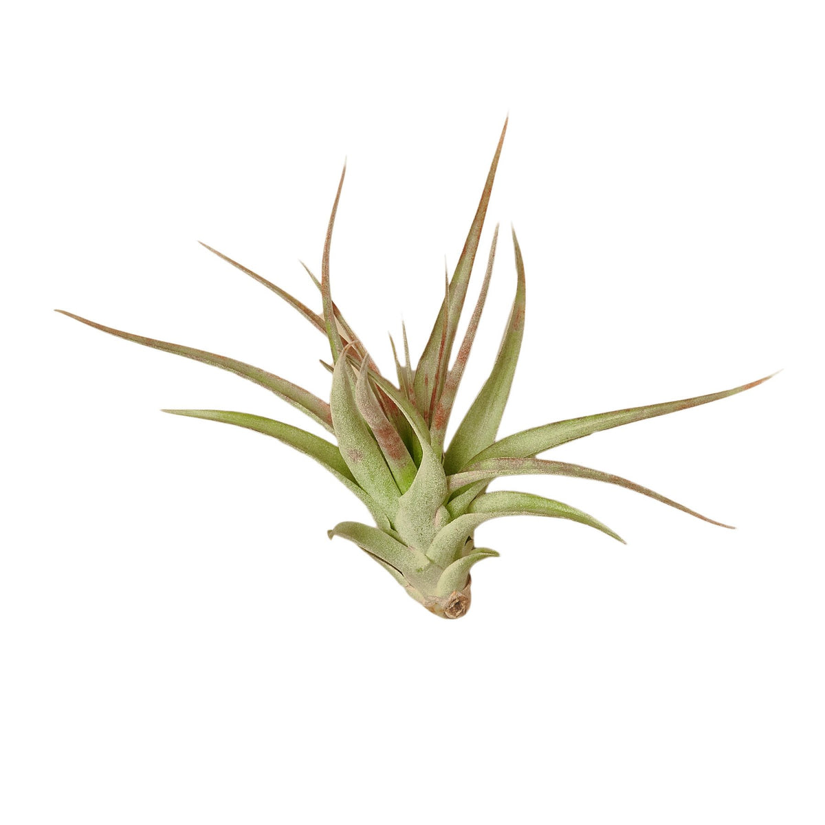 Tillandsia Air Plant Brachycaulos | Indoor Plant | Tropical Plant | Potted  Plant