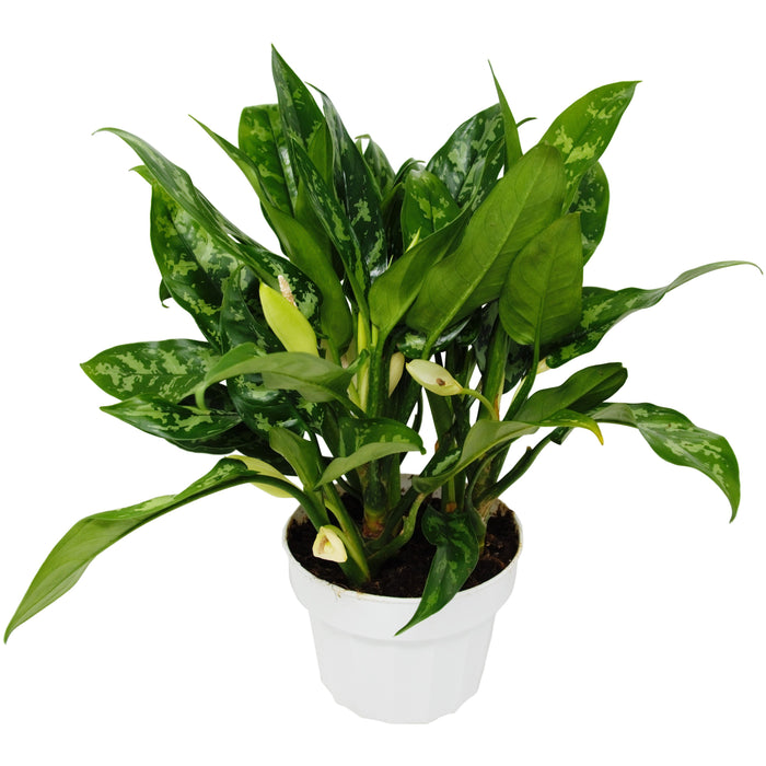 aglaonema id Chinese Evergreen 'Maria'