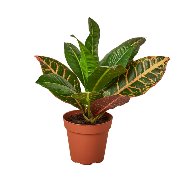 croton petra house plant Croton Petra 'Joseph's Coat'