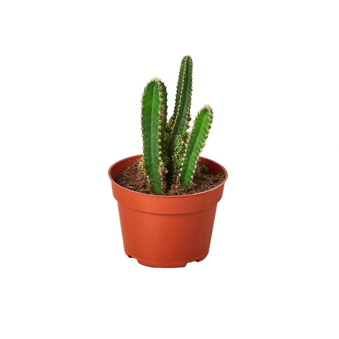 castle succulent Fairy Castle Cactus