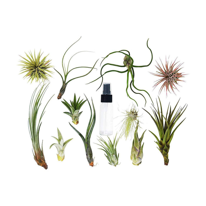 air plant store Tillandsia Air Plant Variety w/ Spray