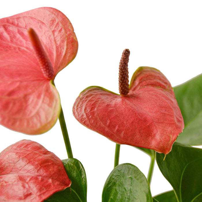 anthurium flower pink Anthurium 'Pink'