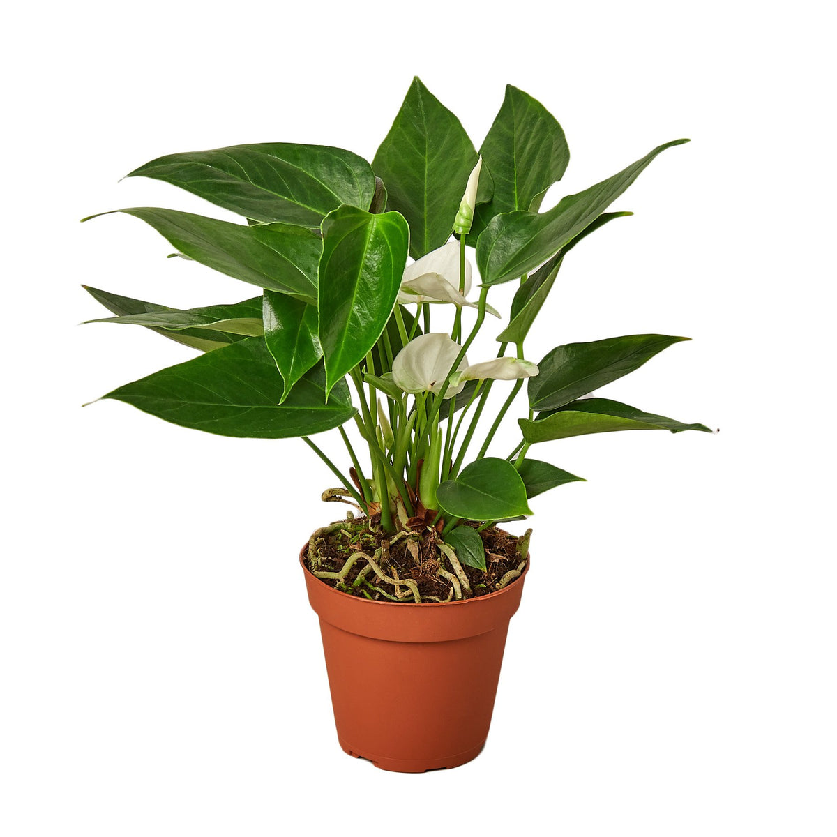 Anthurium 'White' — House Plant Wholesale
