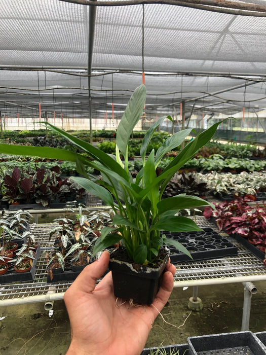 peace lily seeds near me Spathiphyllum 'Peace Lily'