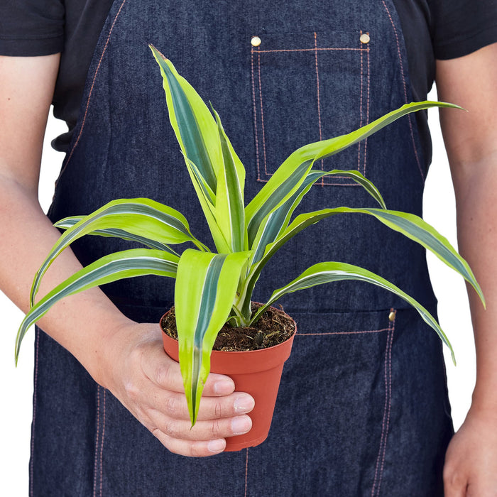 dracaena lemon surprise propagation Dracaena Deremensis 'Lemon Surprise'