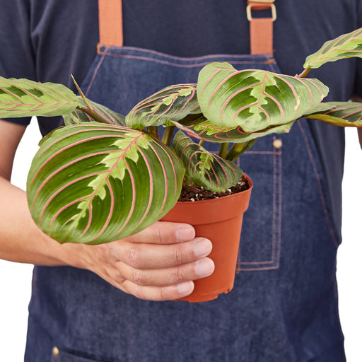 prayer plant for sale Maranta Red Prayer