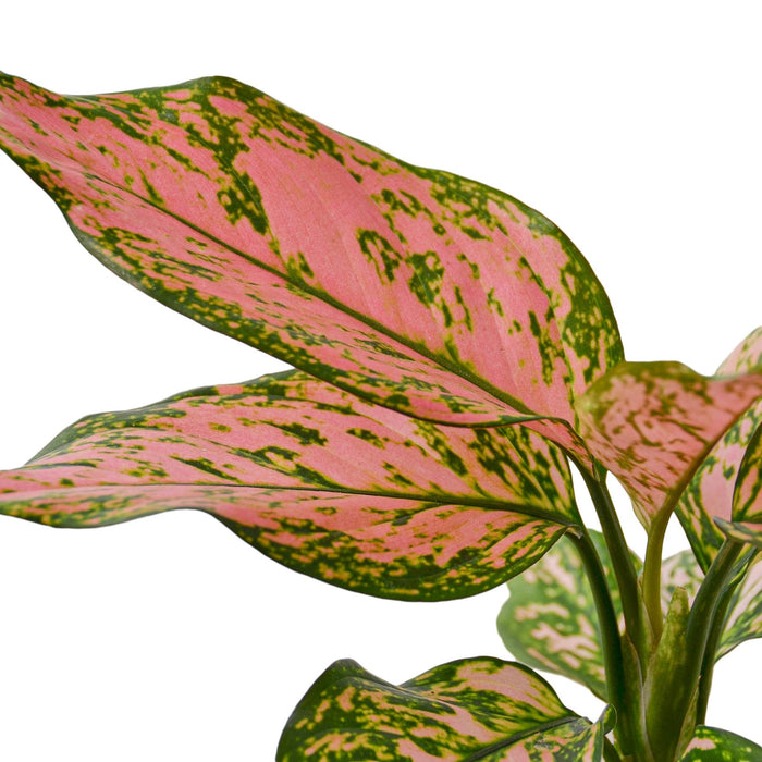 aglaonema lady valentine plant Chinese Evergreen 'Lady Valentine'