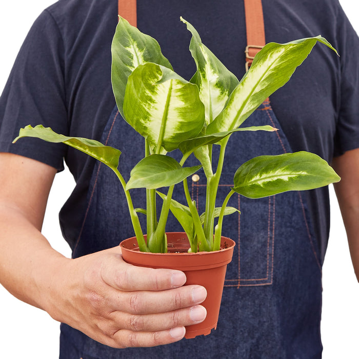 dieffenbachia camille plant Dieffenbachia Camille | Dumb Cane