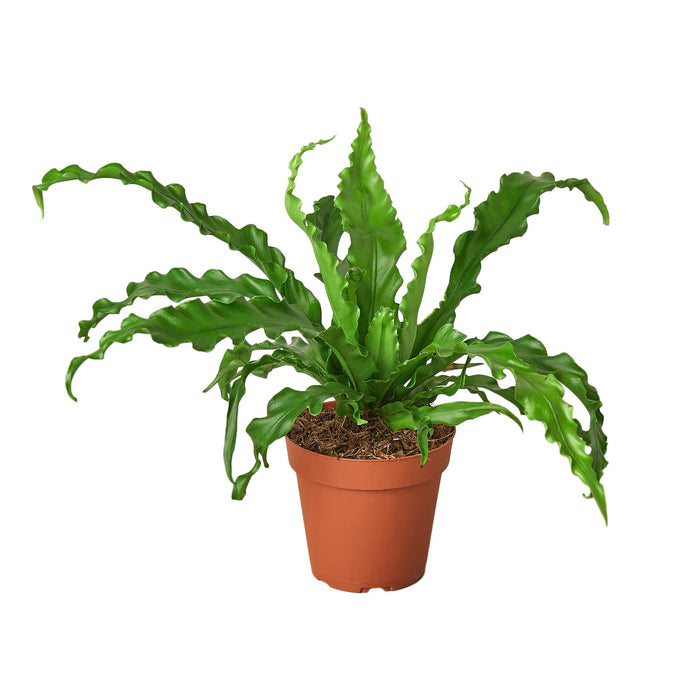 birds nest fern for sale Bird's Nest 'Victoria' Fern