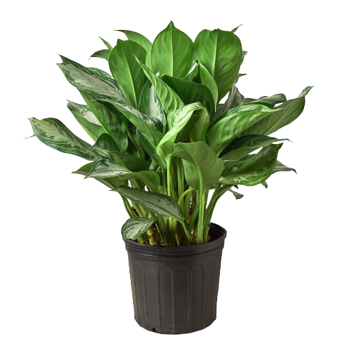 Chinese Evergreen 'Silver Bay' - 10" Pot