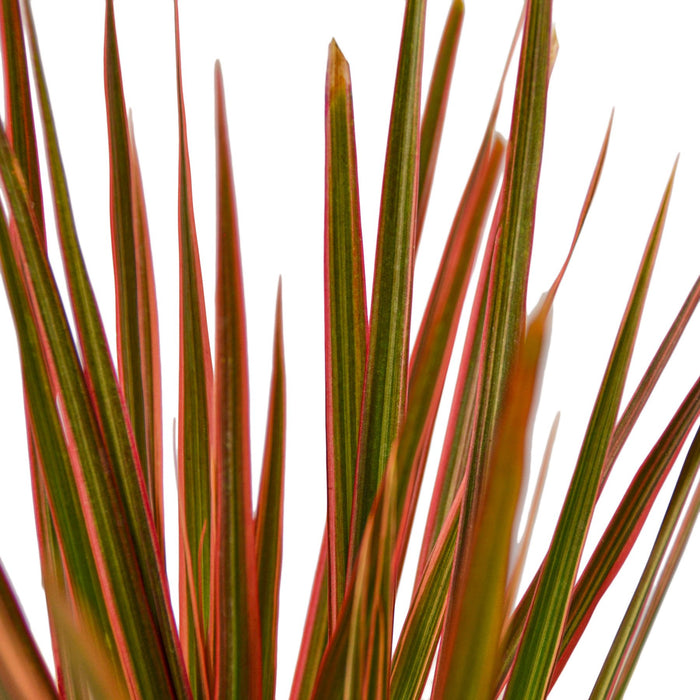 dracaena colorama Dracaena 'Colorama'