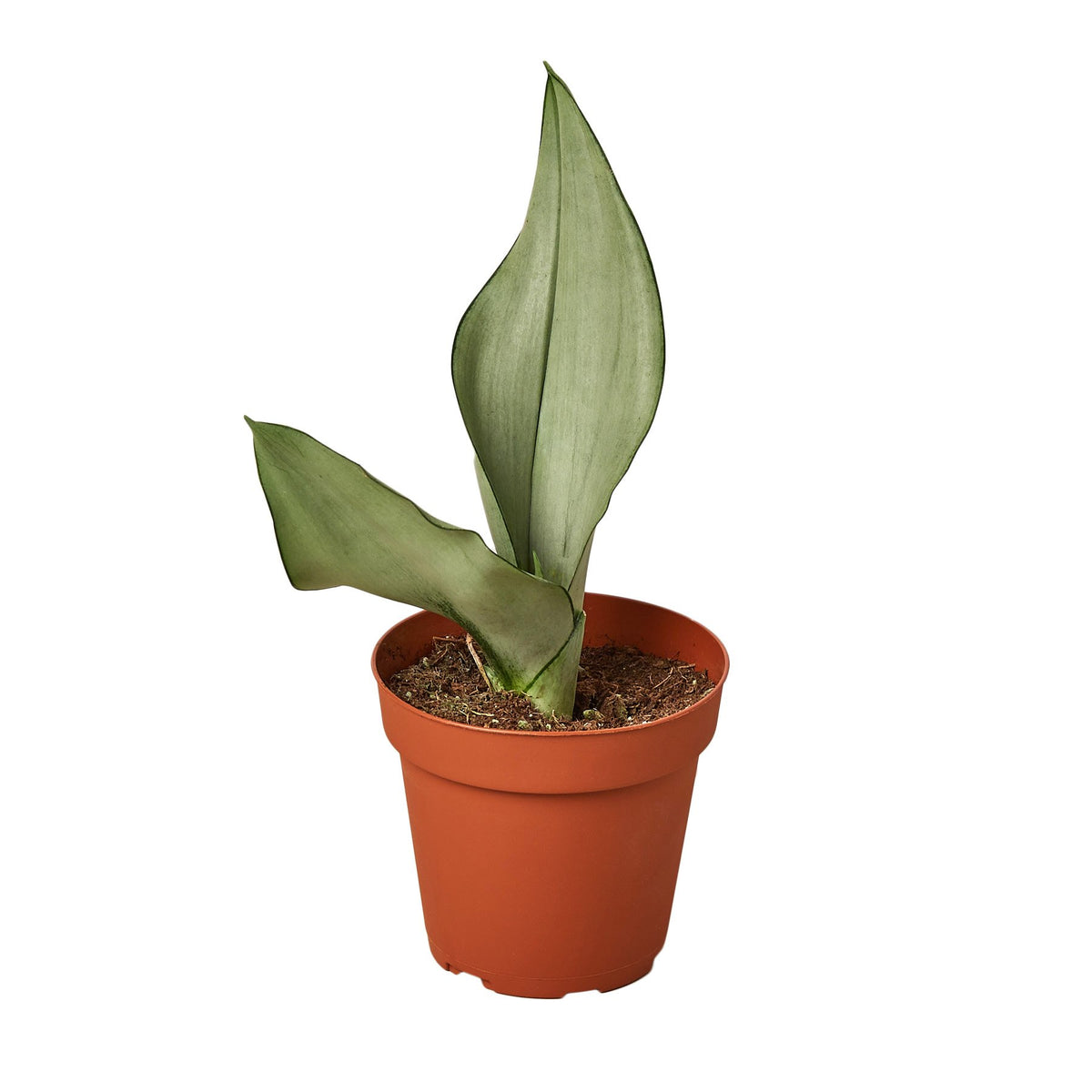 sansevieria moonshine plant Snake Plant Moonshine | Indoor Plant | Tropical Plant | Potted Plant