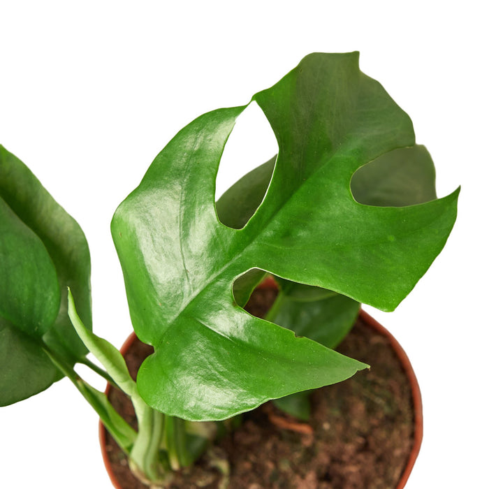 philodendron mini monstera Philodendron Mini Monstera Minima | Indoor Plant | Tropical Plant | Potted Plant