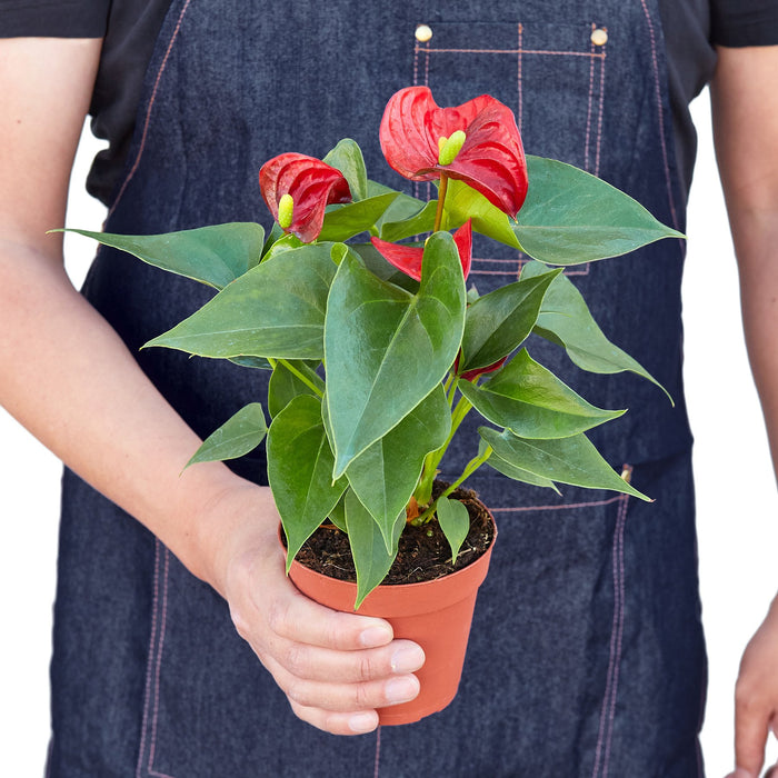 anthurium plant buy online Anthurium 'Red' | Indoor Plant | Tropical Plant | Potted Plant
