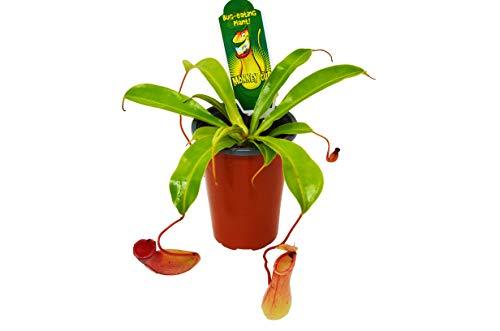 monkey pot pitcher plant Carnivorous 'Monkey Cup' Plant | Indoor Plant | Tropical Plant | Potted Plant
