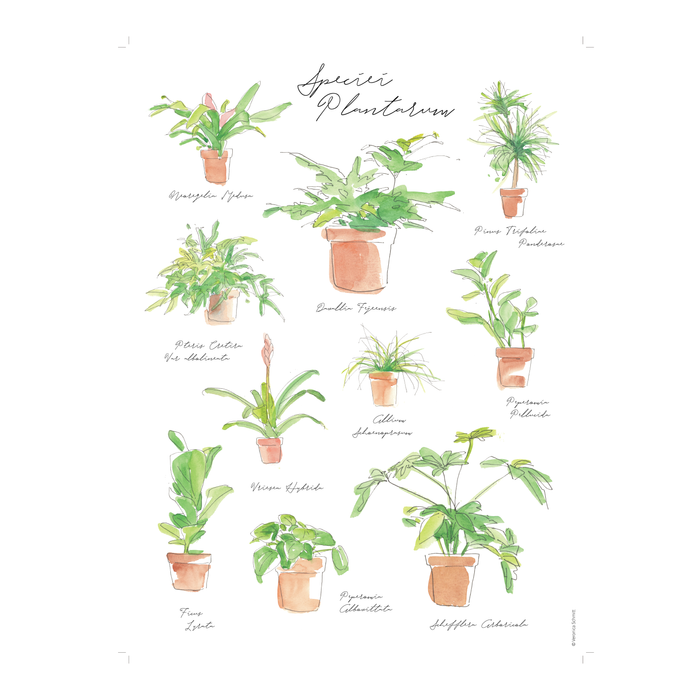 Plant Species Poster