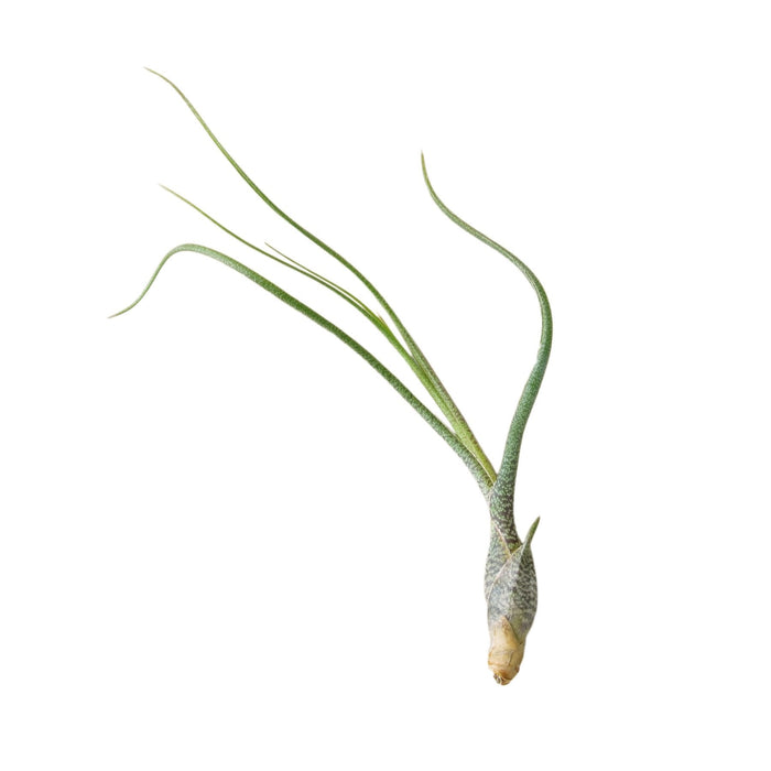 air plant butzii Tillandsia Air Plant Butzii — House Plant Wholesale