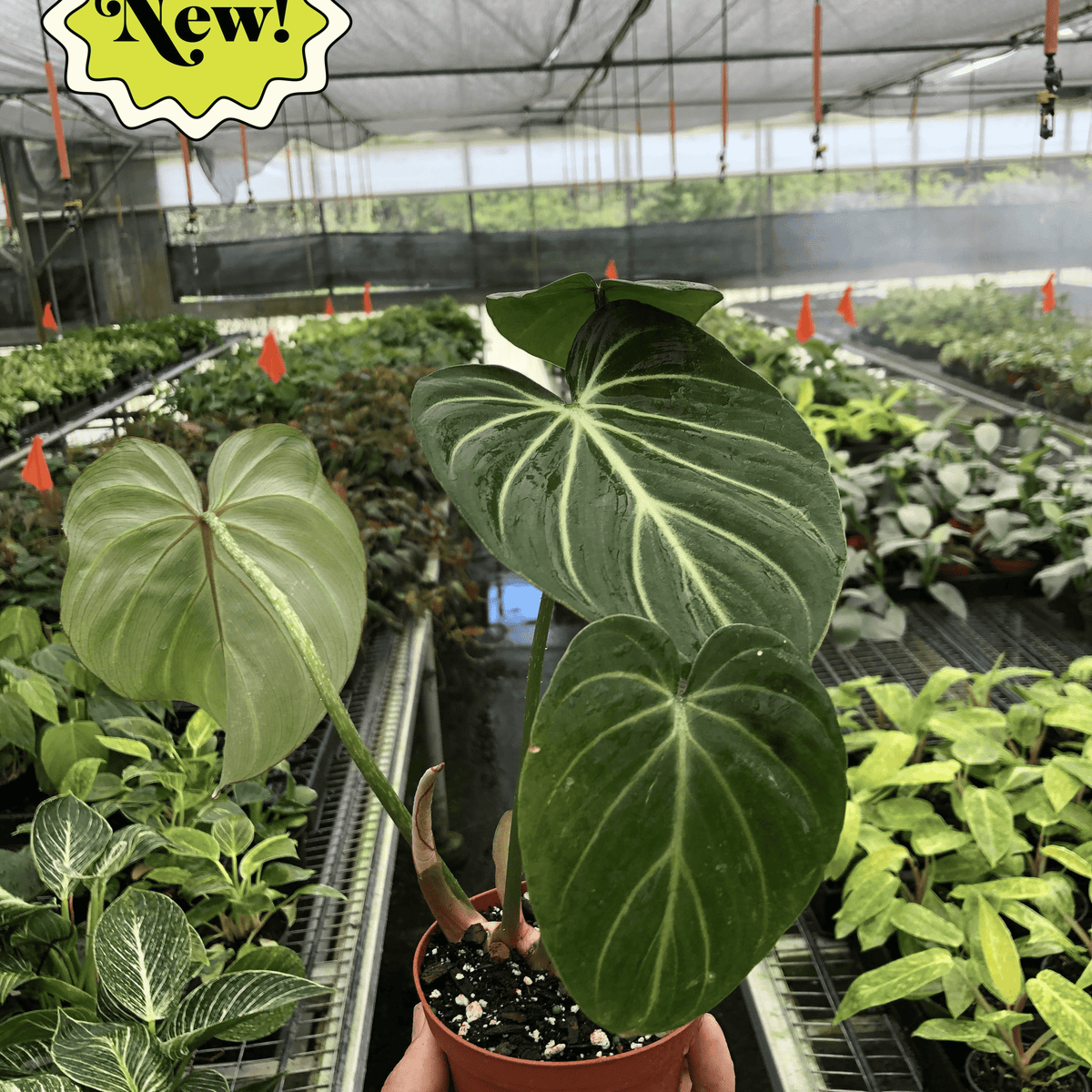 goldilocks philodendron Philodendron 'Gold Violin' | Indoor Plant | Tropical Plant | Potted Plant