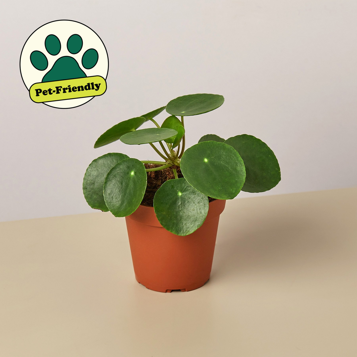 chinese money tree plant for sale Pilea Peperomioides 'Chinese Money' | Indoor Plant | Tropical Plant |  Potted Plant