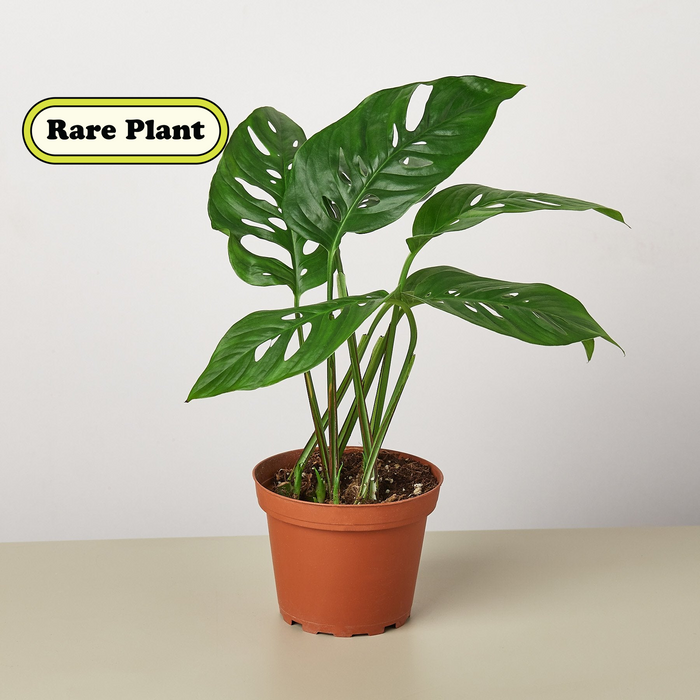 wholesale house plants Pre-Pack #4