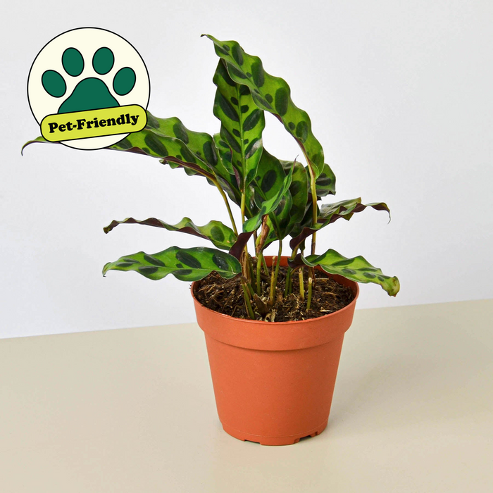 wholesale house plants Pre-Pack #4