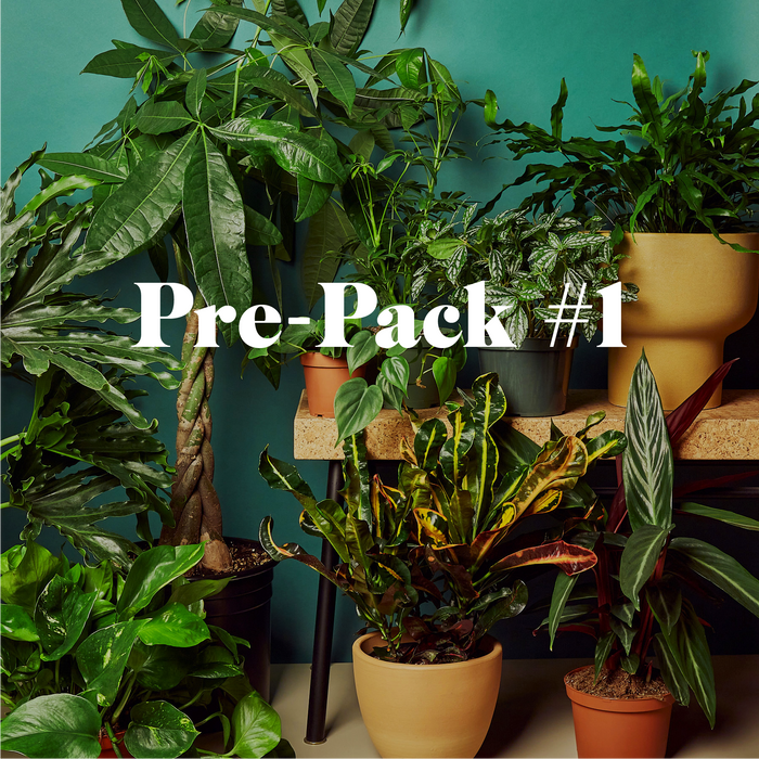 Pre-Pack #1  House Plant Wholesale Bundle