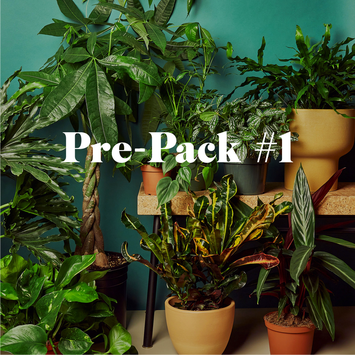 wholesale indoor plants near me Pre-Pack #1