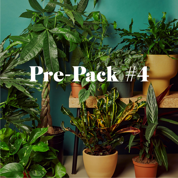 wholesale house plant suppliers Pre-Pack #4