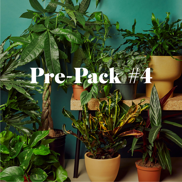 Pre-Pack #4 | House Plant Wholesale Bundle