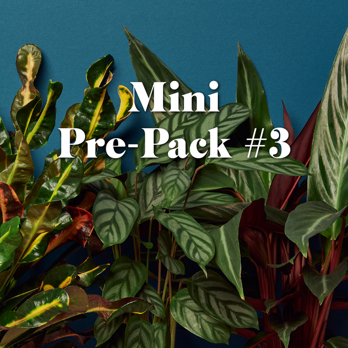 Mini Pre-Pack #3 | House Plant Wholesale Bundle